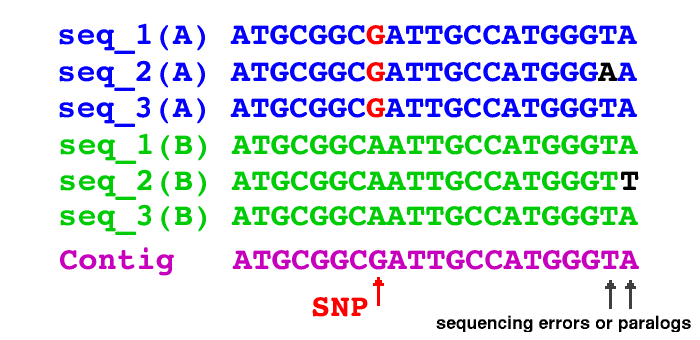 snp image